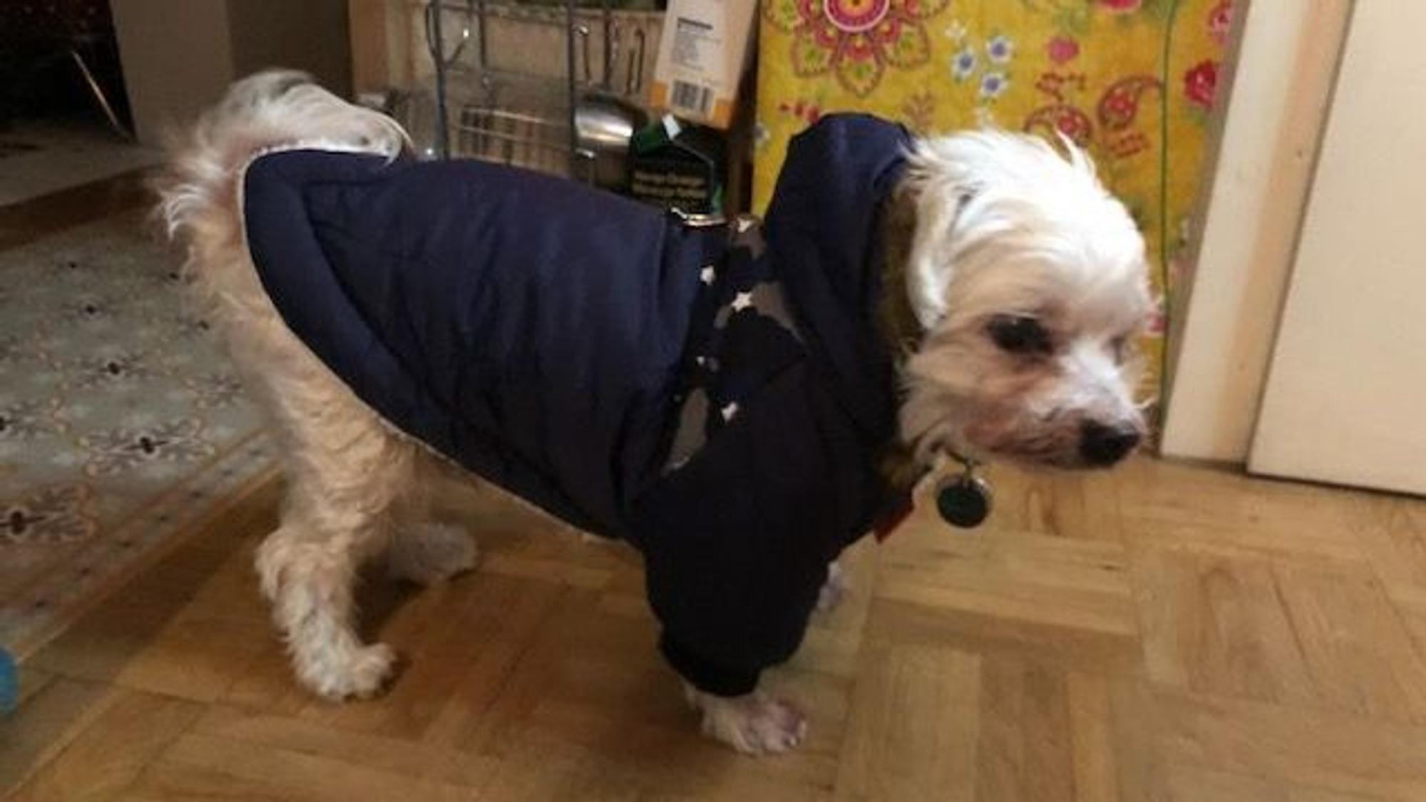 Ein kleiner Malteser-Hund in einem Regenmantel steht in einem Hausflur.