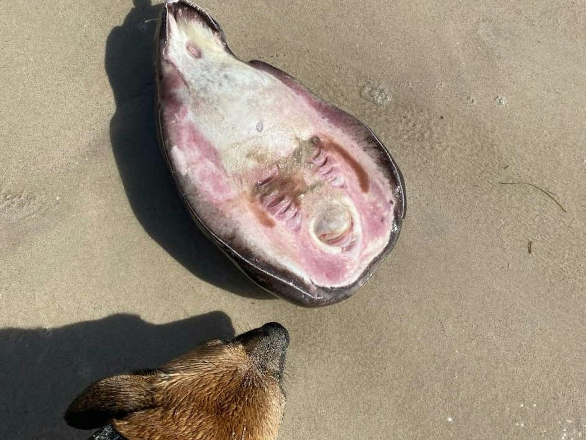 Dieses Foto hat ein Facebook-Nutzer in einer Gruppe geteilt: Am Strand von Australien hat er eine mysteriöse Kreatur zusammen mit seinem Hund gefunden.
