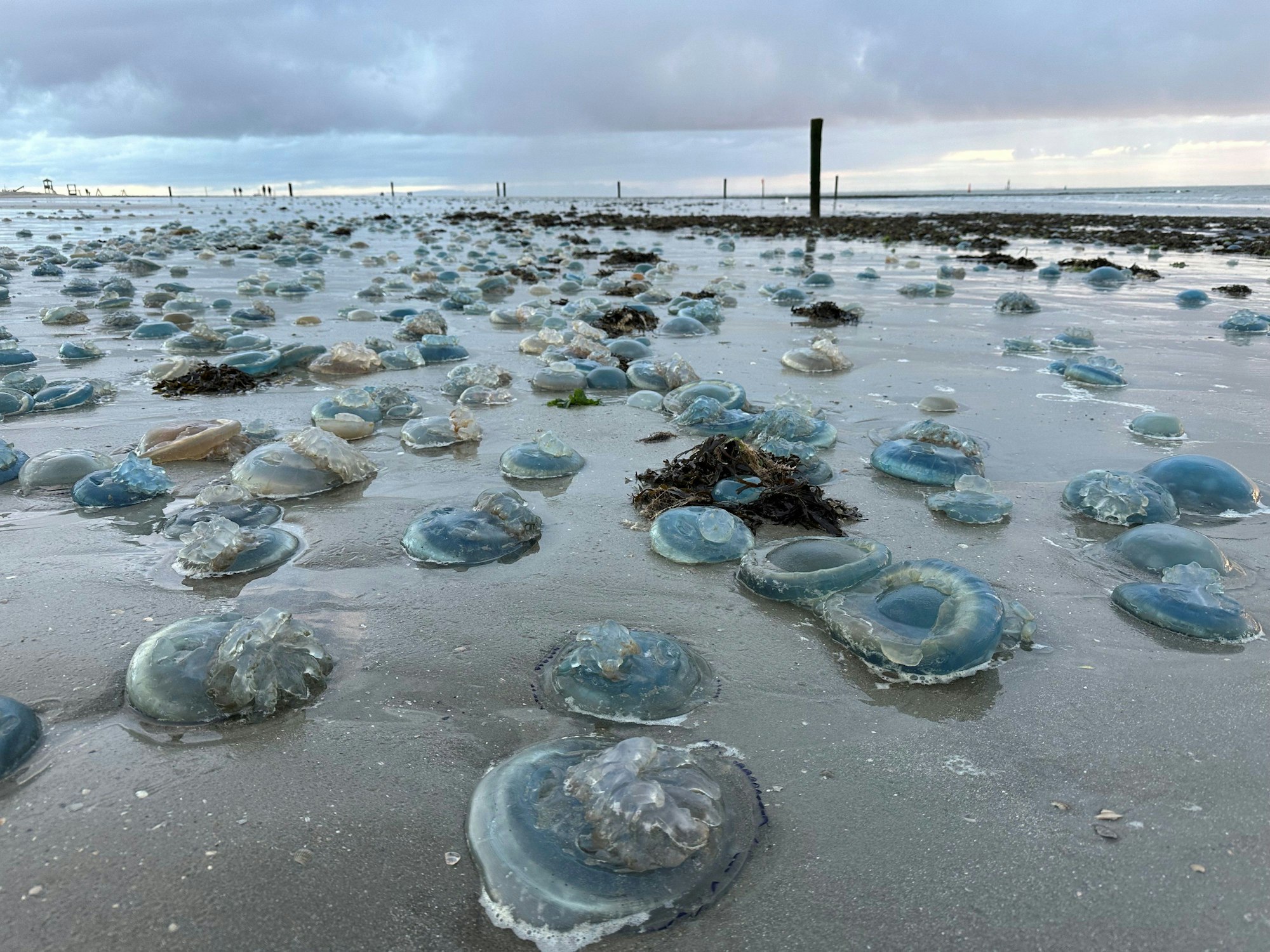Hunderte blaue, tote Wurzelmundquallen liegen am Montag (13. November) am Weststrand der ostfriesischen Insel Norderney. Meeresfachleute gehen davon aus, dass die Strömung die Lebewesen an den Strand gespült haben. Eine Gefahr für Menschen bestehe nicht.