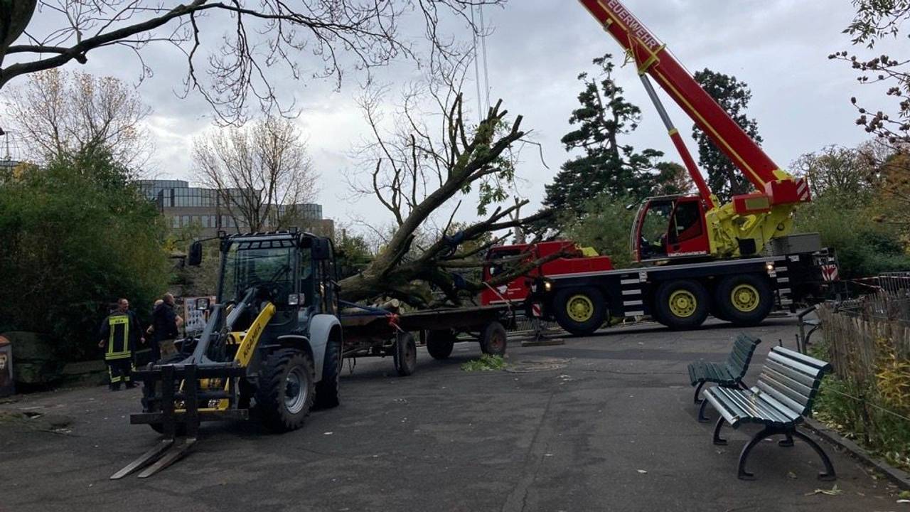 Feuerwehreinsatz im Bären-Gehege des Kölner Zoo