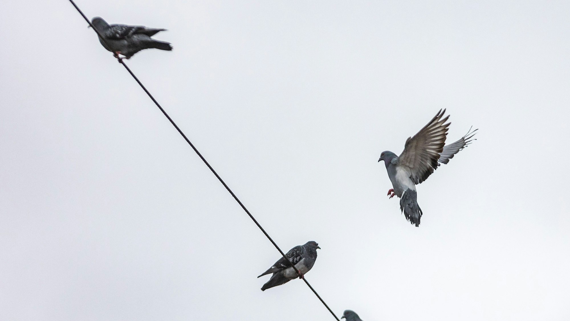 Tauben sitzen auf dem Luisenplatz in Darmstadt auf einer Oberleitung.