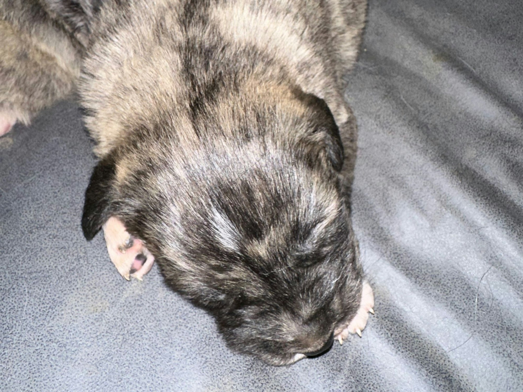 Das Foto zeigt einen der Hunde-Welpen in Appenweier (Baden-Württemberg).