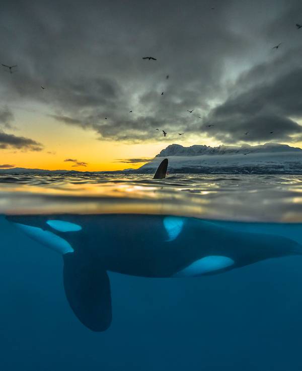 Ein Orca schwimmt im Winter 2017 die Küste Nordnorwegens entlang. Dokumentarfilmenden sind außergewöhnliche Aufnahmen der Tiere gelungen. picture alliance/dpa
