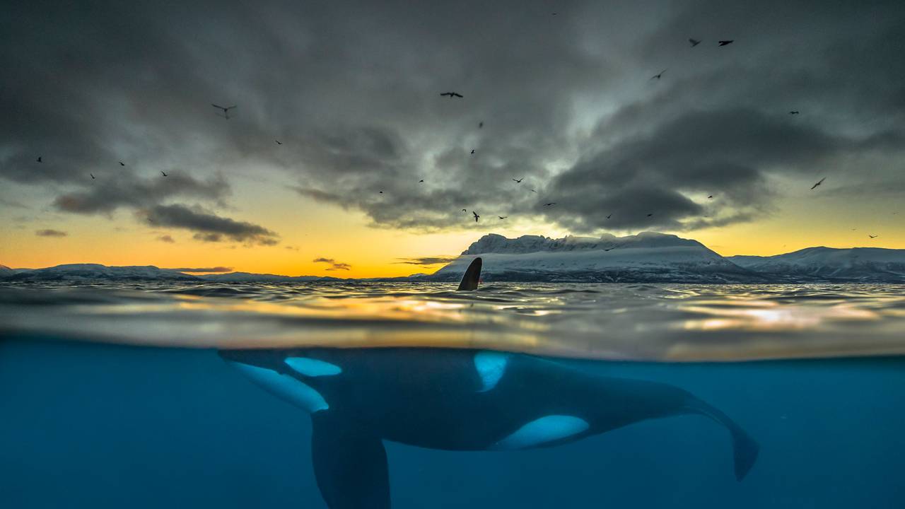 Ein Orca schwimmt im Winter 2017 die Küste Nordnorwegens entlang. Dokumentarfilmenden sind außergewöhnliche Aufnahmen der Tiere gelungen. picture alliance/dpa