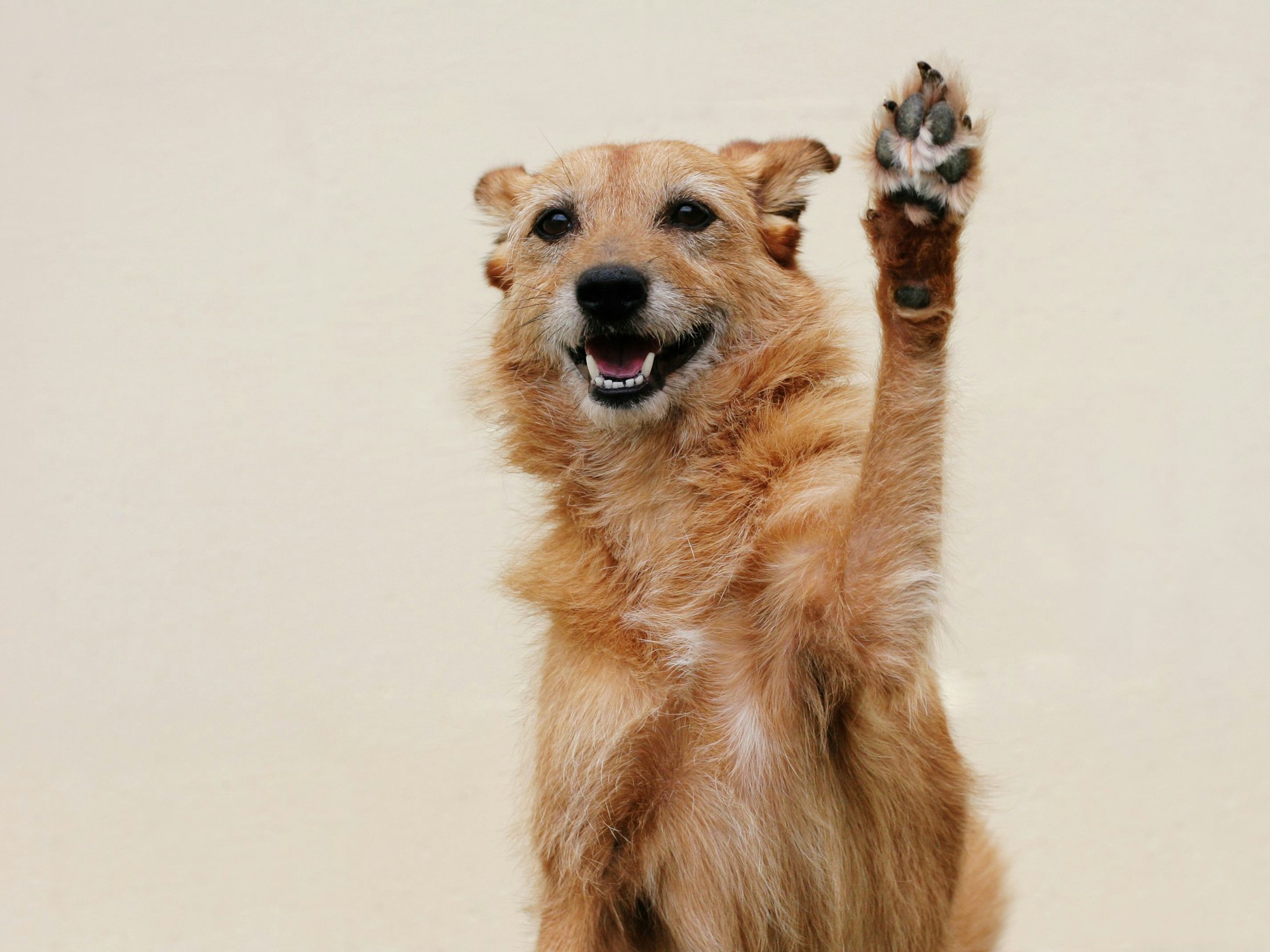 Struppiger Hund macht High Five
