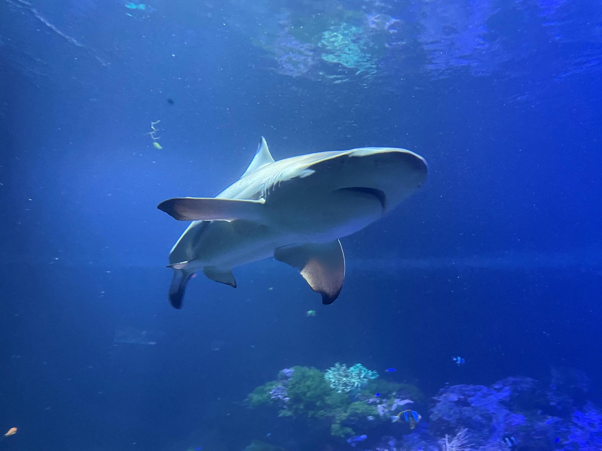 Ein Schwarzspitzen-Riffhai schwimmt in einem Aquarium im Tierpark Hellabrunn, hier im Mai 2022.