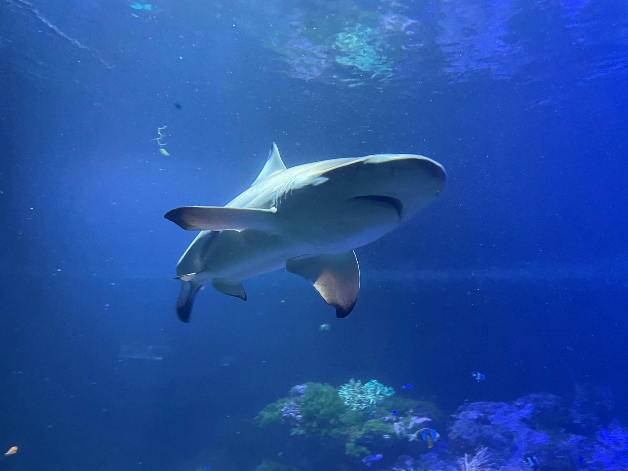 Ein Schwarzspitzen-Riffhai schwimmt in einem Aquarium im Tierpark Hellabrunn, hier im Mai 2022.