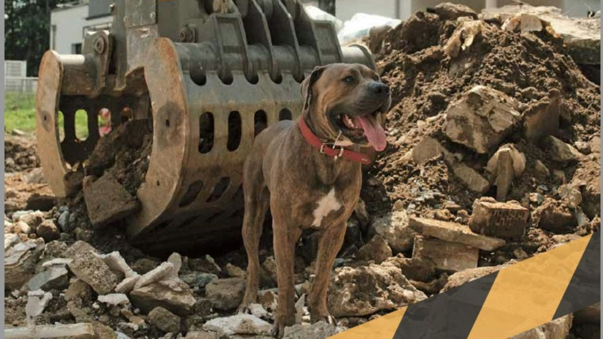 Ein Hund steht vor einer Baggerschaufel inmitten von Schutt.