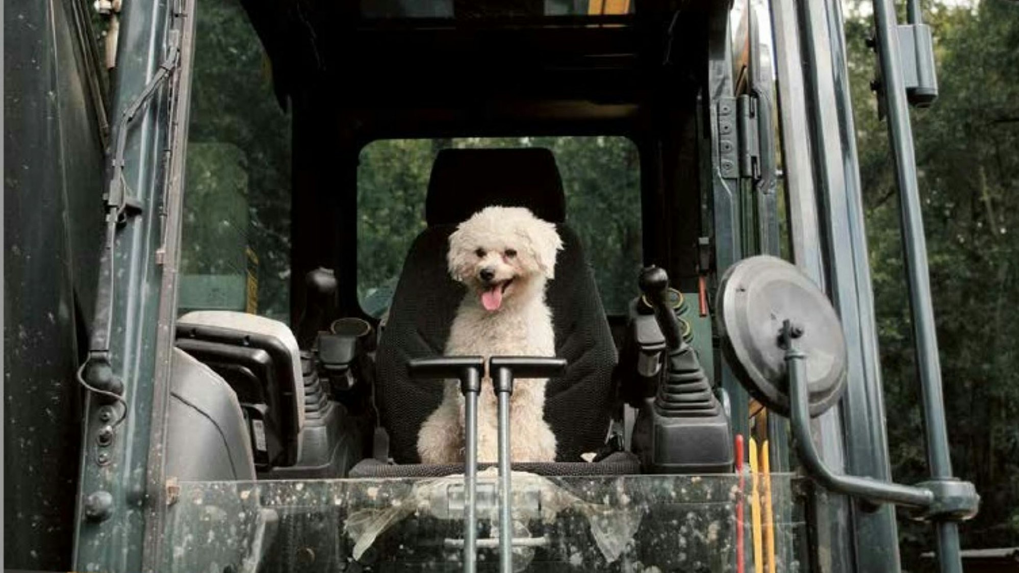 Ein Hund sitzt am Steuer eines Baggers.