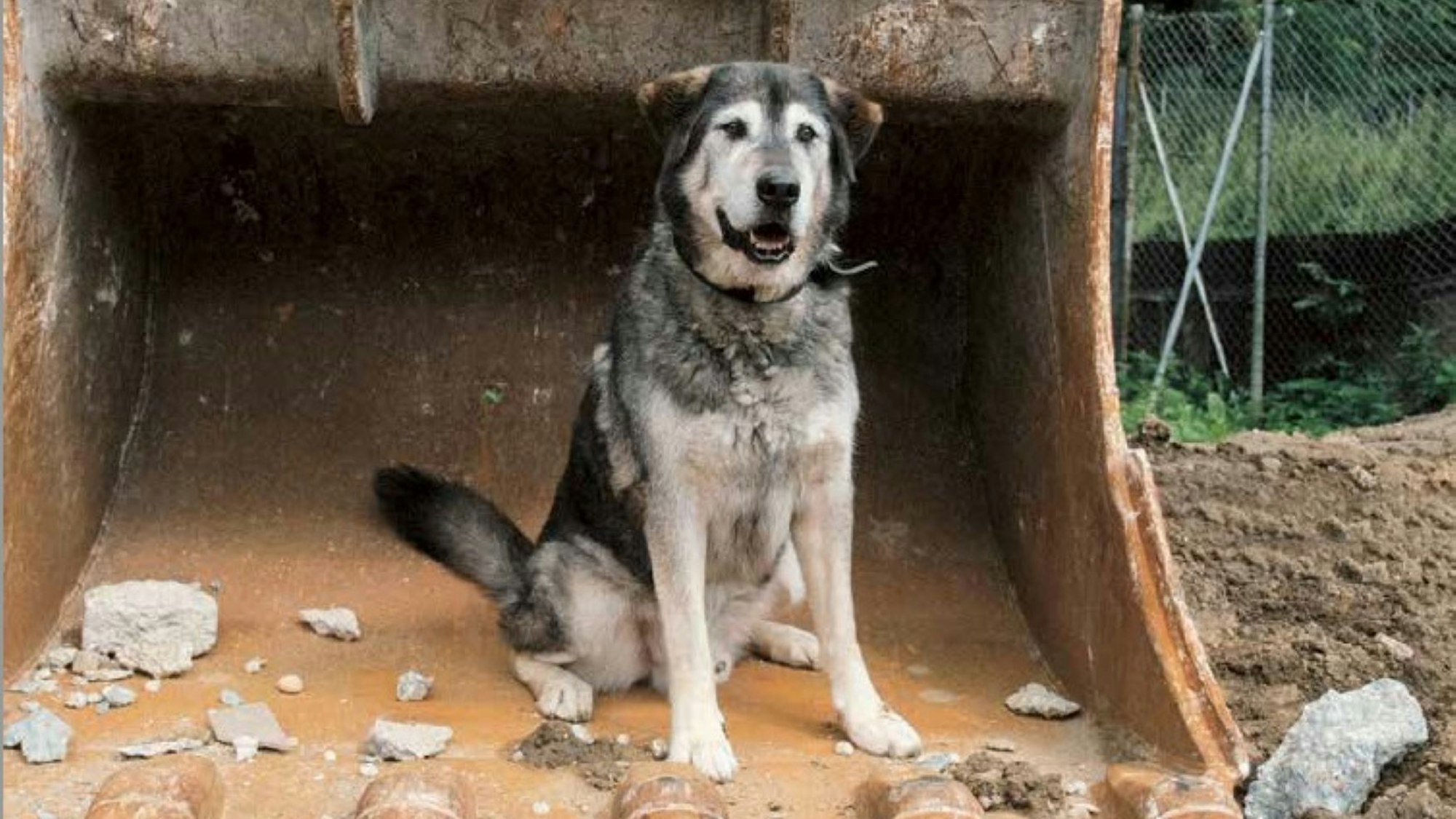 Ein Hund sitzt in einer Baggerschaufel.