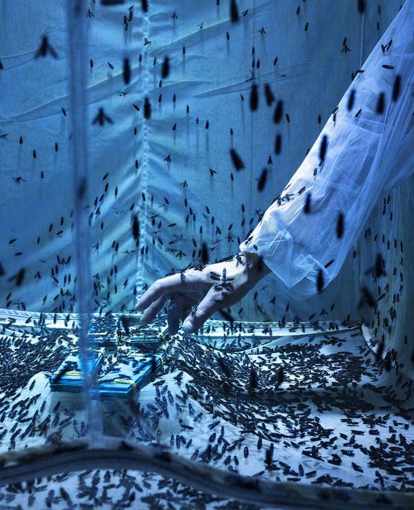 Ein innovatives Insektenexperiment an der Universität Turin untersucht das Potenzial der Schwarzen Soldatenfliege als Nahrungsquelle für die Welt von morgen. Das beeindruckende Foto von Maurizio di Pietro gehört zu den Gewinnerbildern des Wettbewerbs „Environmental Photographer of the Year 2023“.