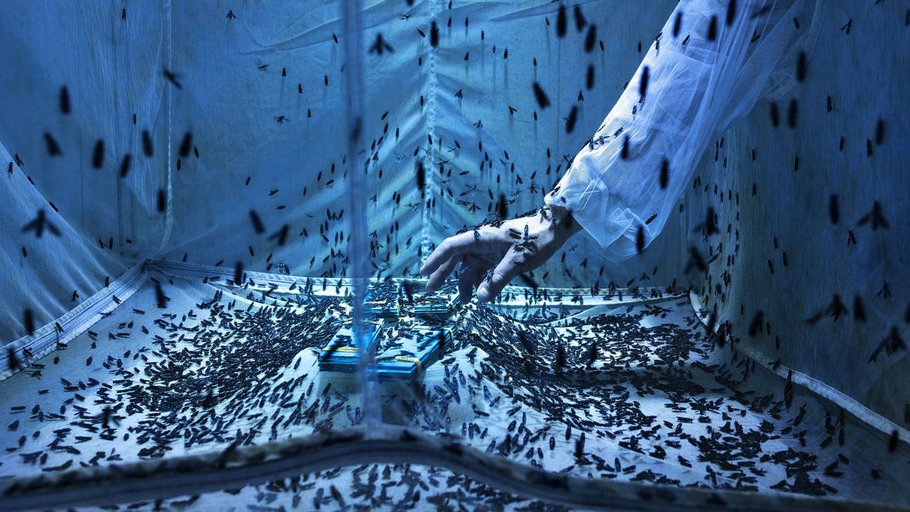 Ein innovatives Insektenexperiment an der Universität Turin untersucht das Potenzial der Schwarzen Soldatenfliege als Nahrungsquelle für die Welt von morgen. Das beeindruckende Foto von Maurizio di Pietro gehört zu den Gewinnerbildern des Wettbewerbs „Environmental Photographer of the Year 2023“.