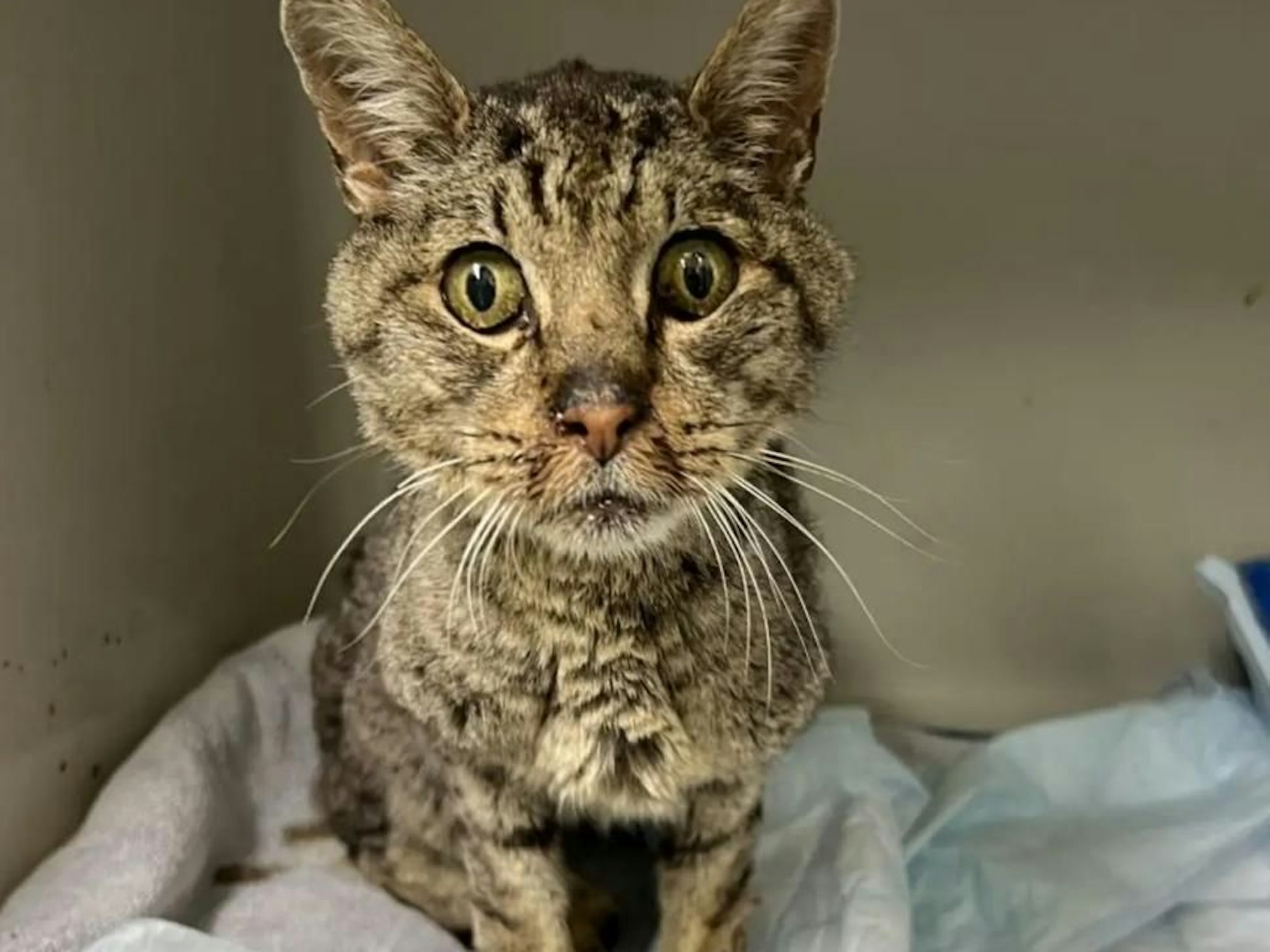 Beinahe verängstigt schaut Kater „Pelle“ in die Kamera.