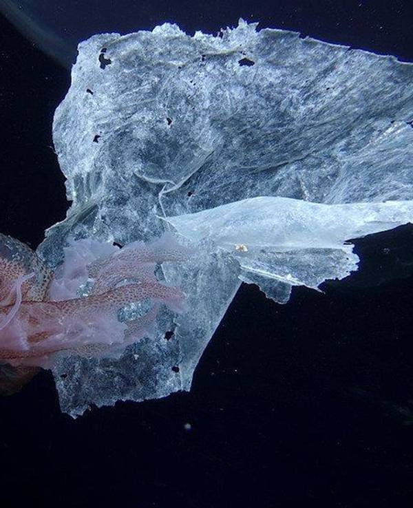 Eine Qualle (Pelagia noctiluca) schwimmt neben Plastikmüll in der Nähe des Hafens von Salina in Italien.