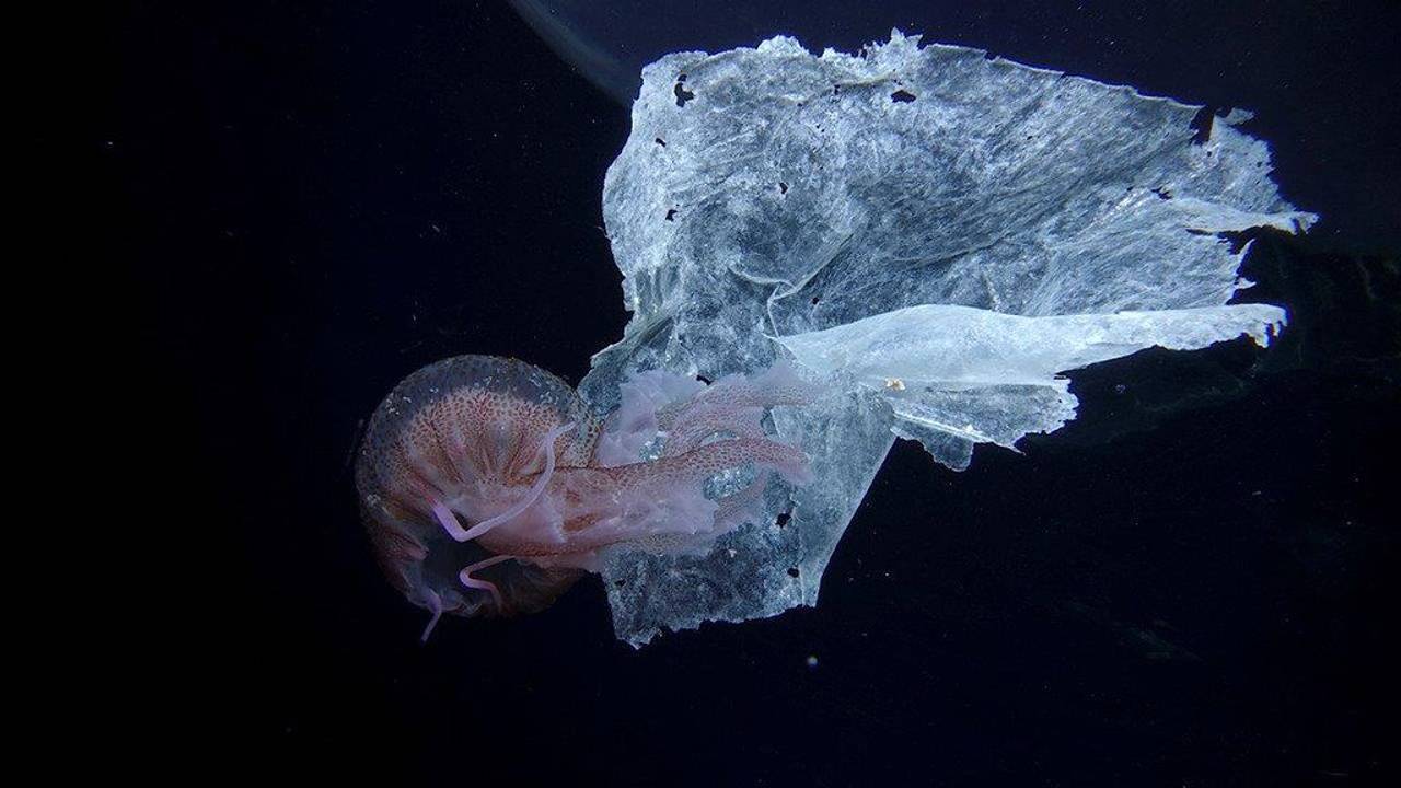 Eine Qualle (Pelagia noctiluca) schwimmt neben Plastikmüll in der Nähe des Hafens von Salina in Italien.
