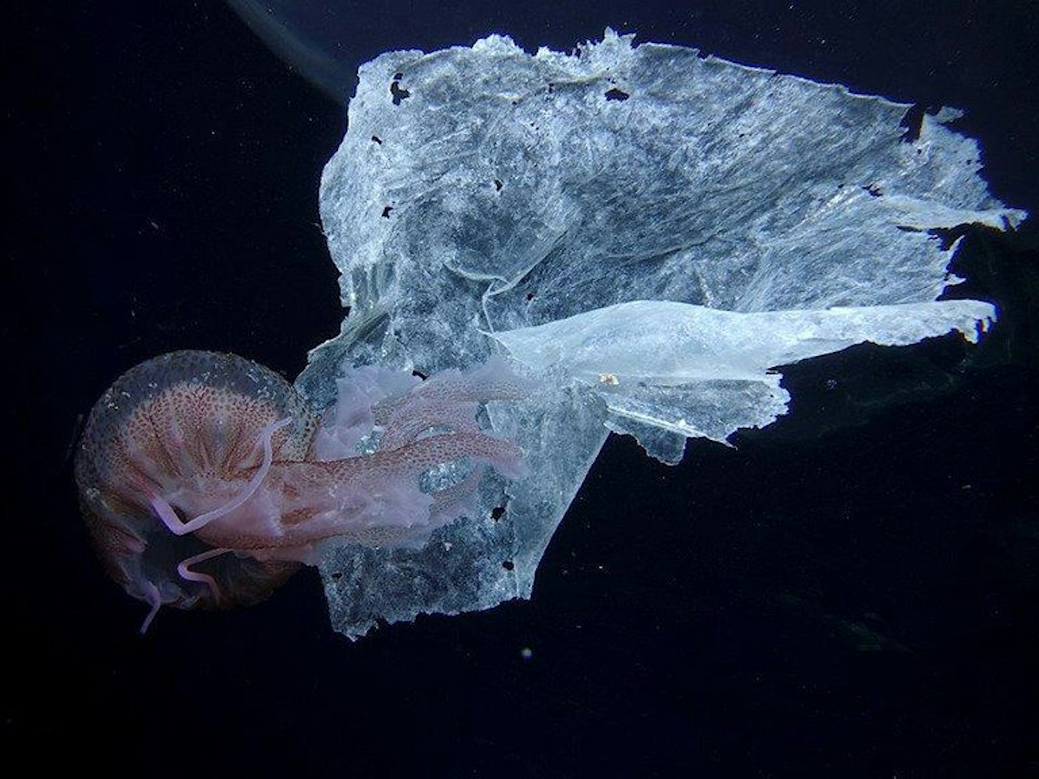 Eine Qualle (Pelagia noctiluca) schwimmt neben Plastikmüll in der Nähe des Hafens von Salina in Italien.