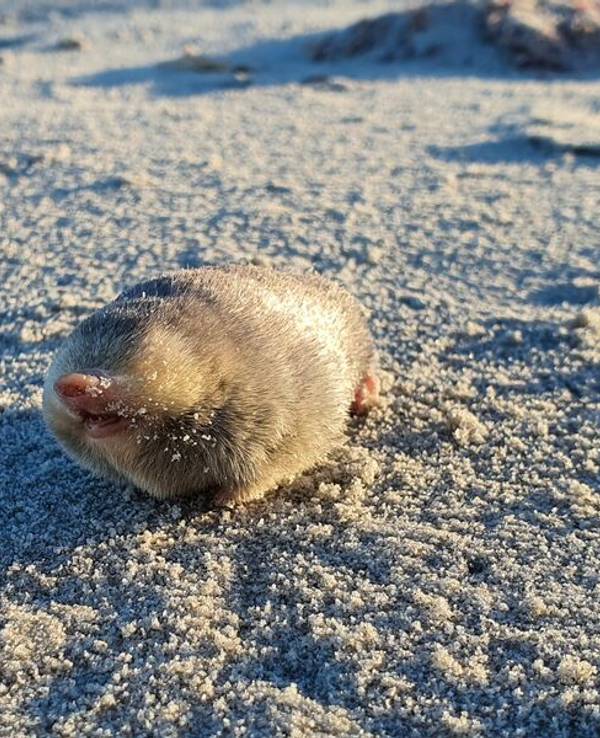 De Wintons Goldmull, eine kaum erforschte und fast ausgestorbene Art: Ein Exemplar wurde zufällig von einem Hund am Strand entdeckt.