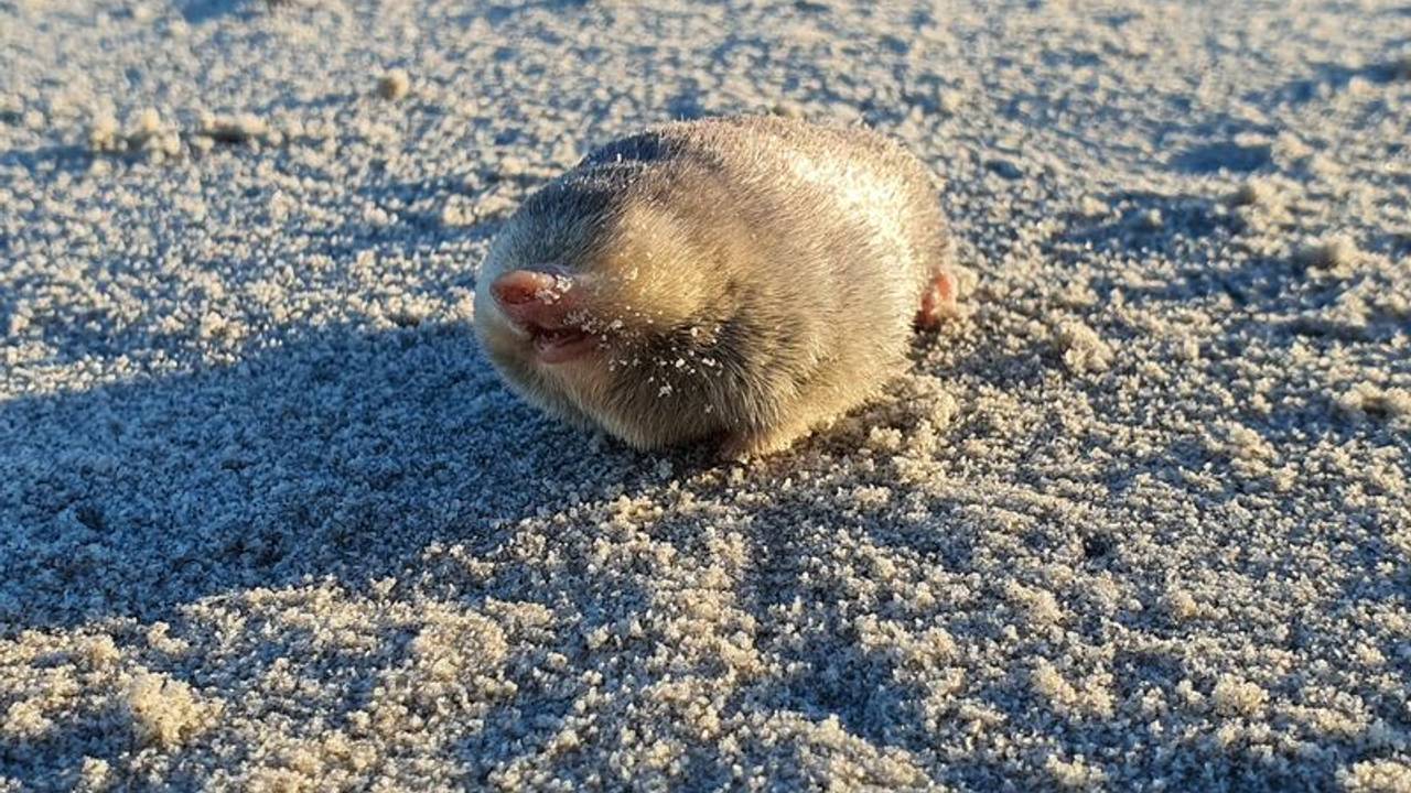 De Wintons Goldmull, eine kaum erforschte und fast ausgestorbene Art: Ein Exemplar wurde zufällig von einem Hund am Strand entdeckt.