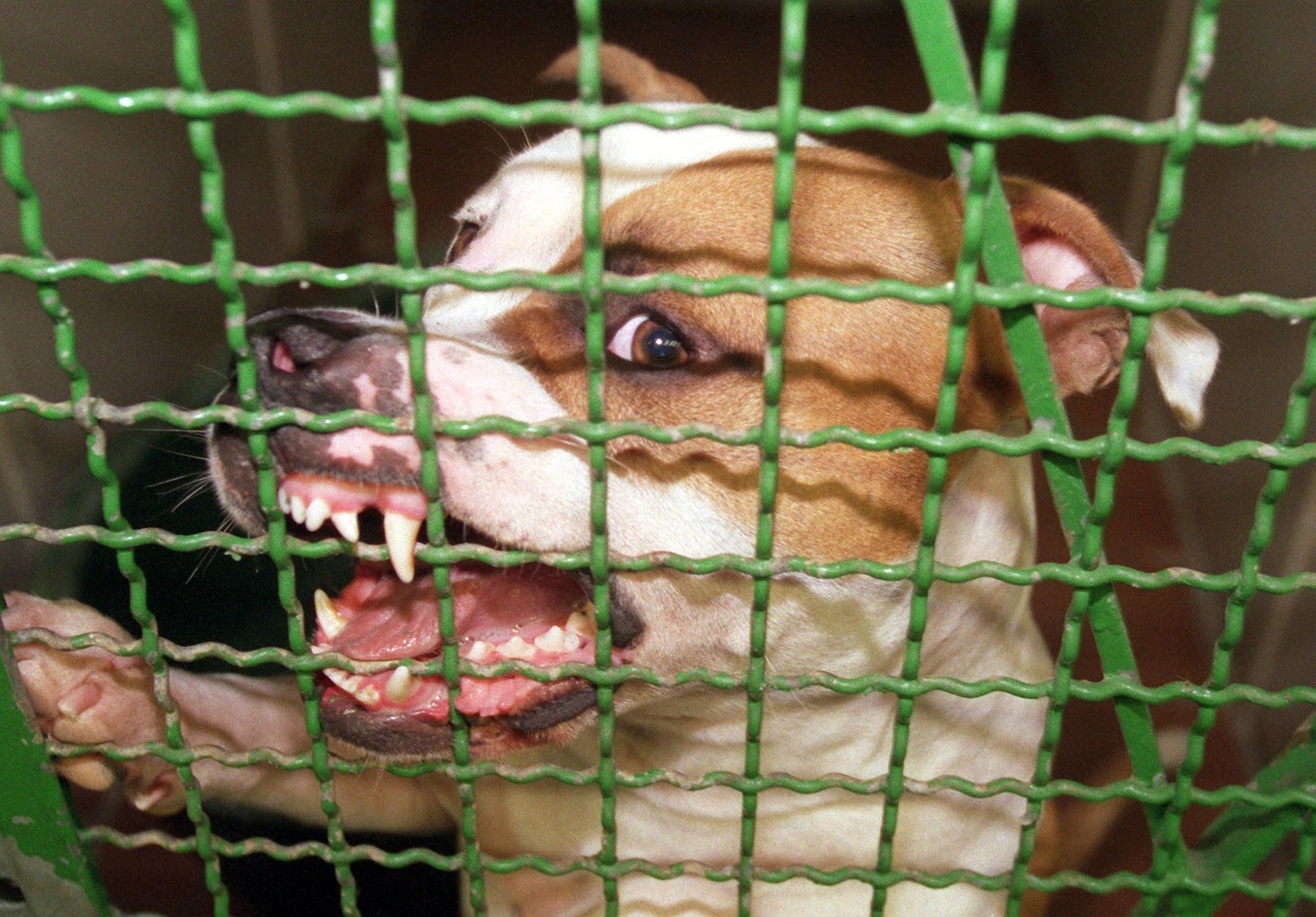 Ein Pitbull-Rüde fletscht in einem Zwinger im Tierheim Hamburg seine Zähne.