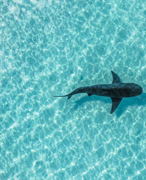 Drohnenaufnahme eines Hais, der im kristallklaren Meerwasser der Bahamas schwimmt.