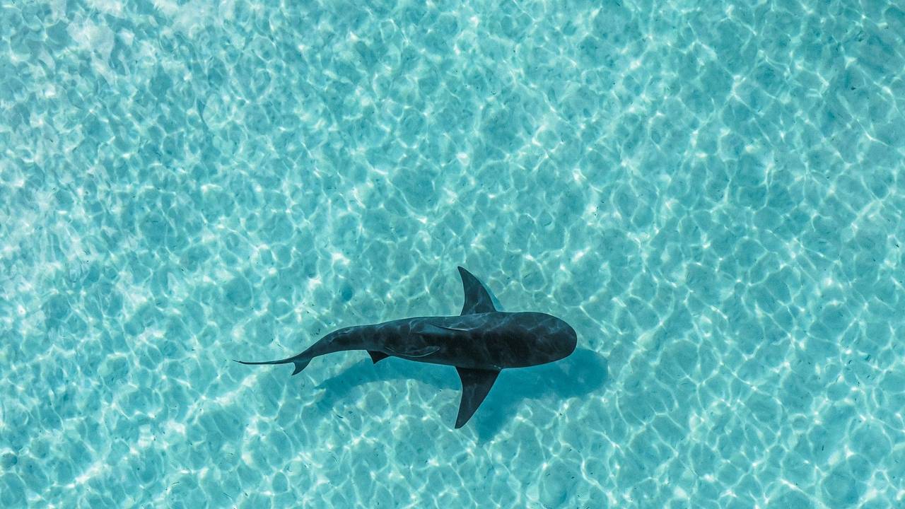 Drohnenaufnahme eines Hais, der im kristallklaren Meerwasser der Bahamas schwimmt.