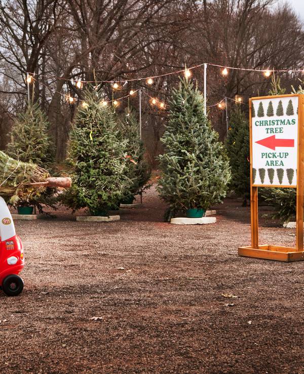 Kleiner Junge holt mit seinem Tretauto einen Weihnachtsbaum