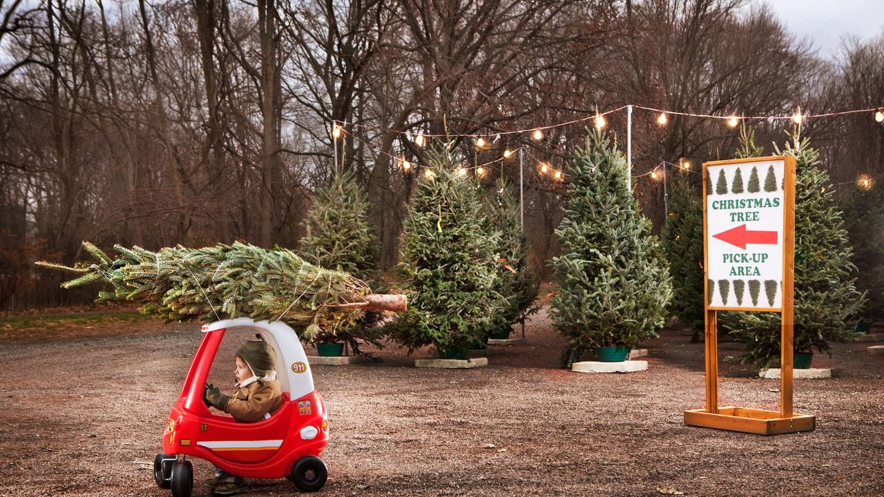 Kleiner Junge holt mit seinem Tretauto einen Weihnachtsbaum