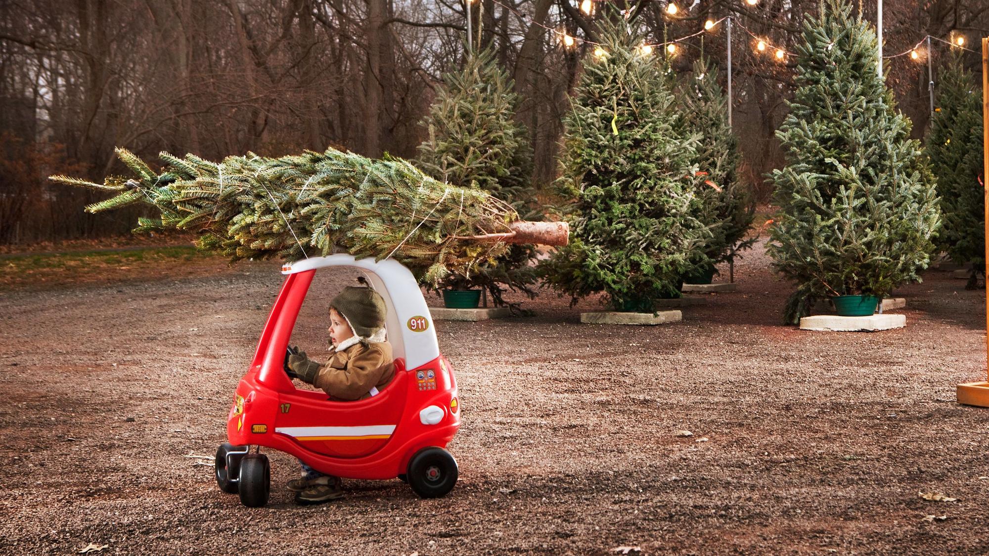 Kleiner Junge holt mit seinem Tretauto einen Weihnachtsbaum