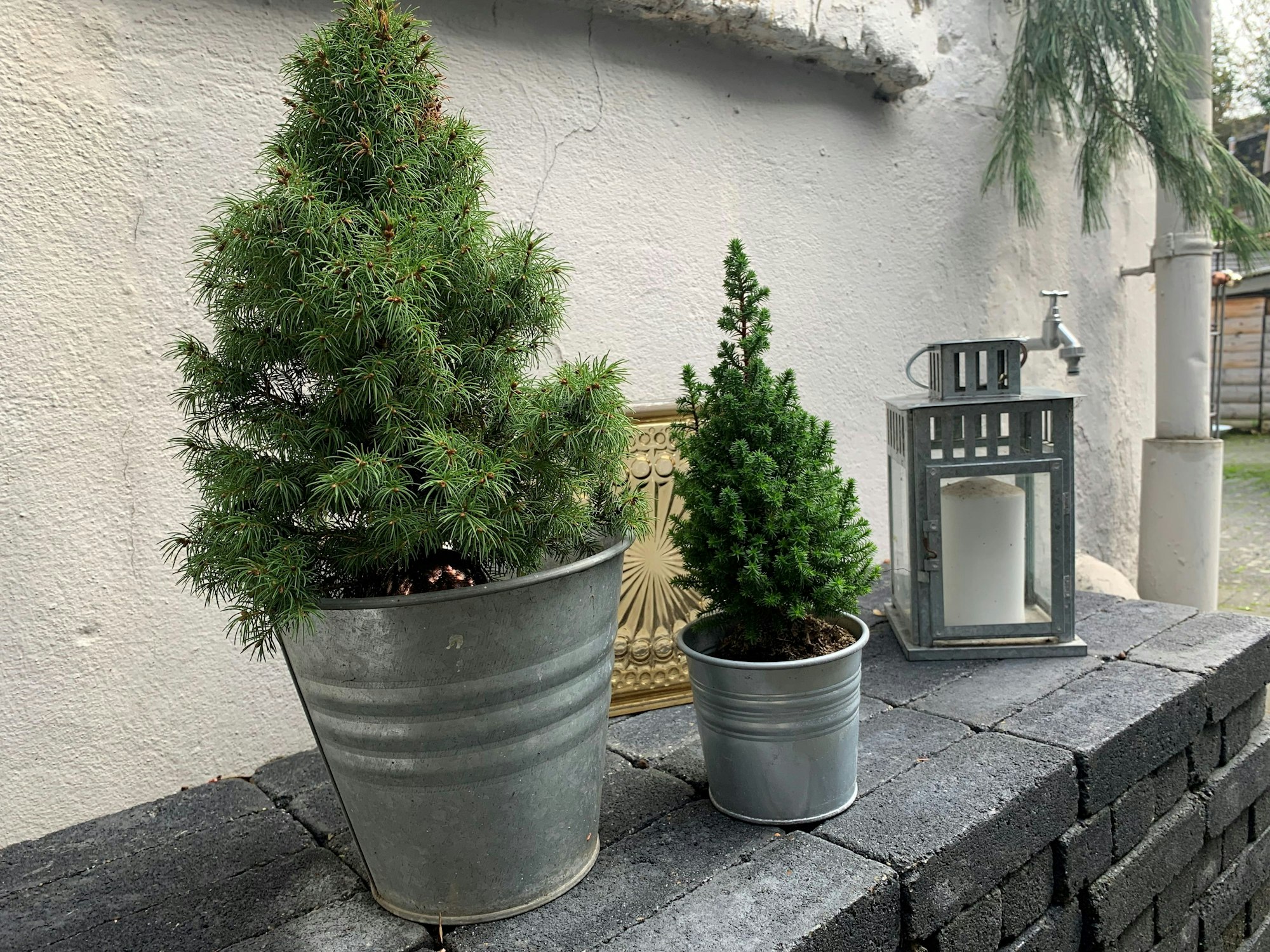 Mini-Weihnachtsbaum und Konifere als Adventsdeko.
