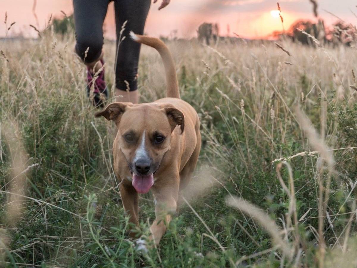 Hund beim Gassigehen