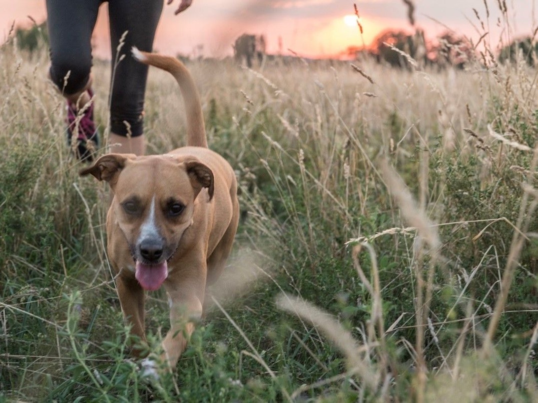 Hund beim Gassigehen