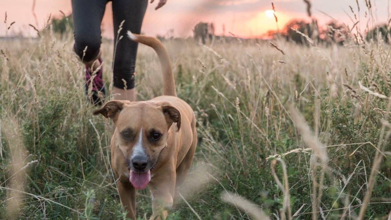 Hund beim Gassigehen