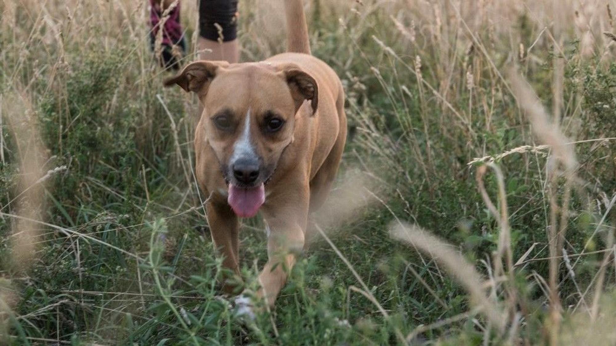 Hund beim Gassigehen