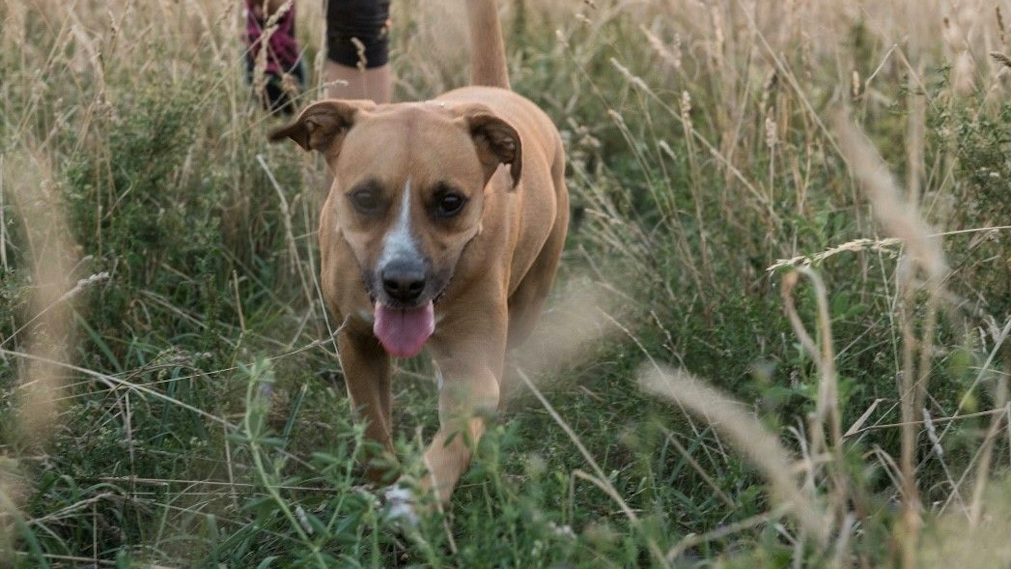 Hund beim Gassigehen