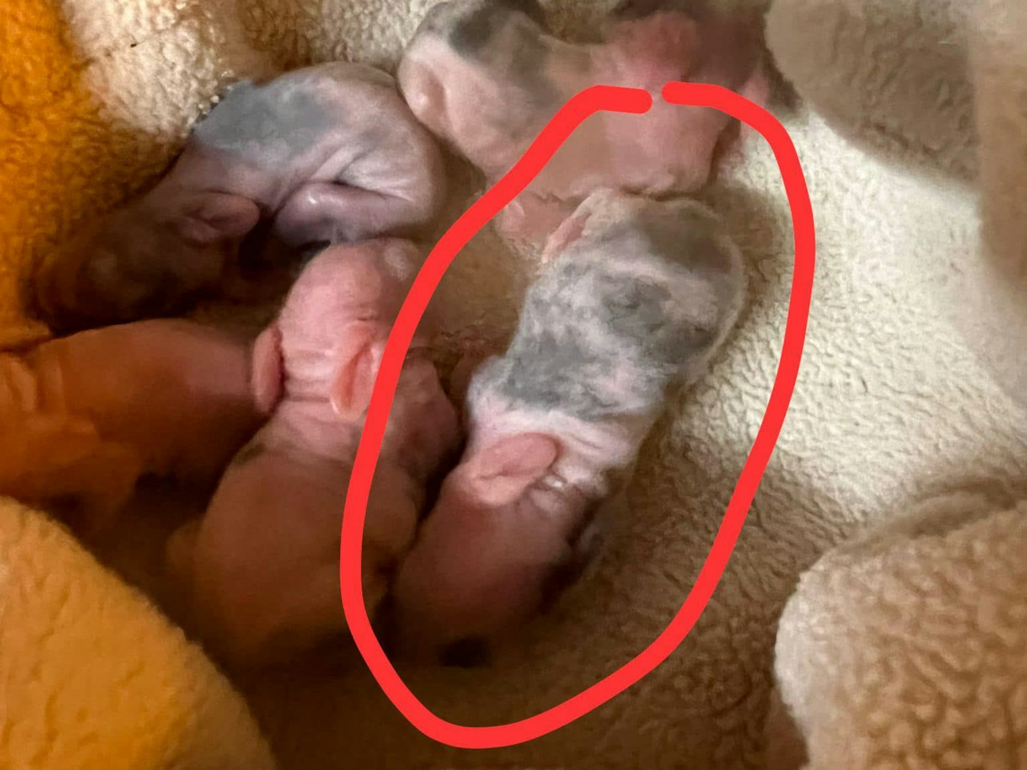 Fünf Kaninchen-Babys liegen in einem Nest aus Decken.