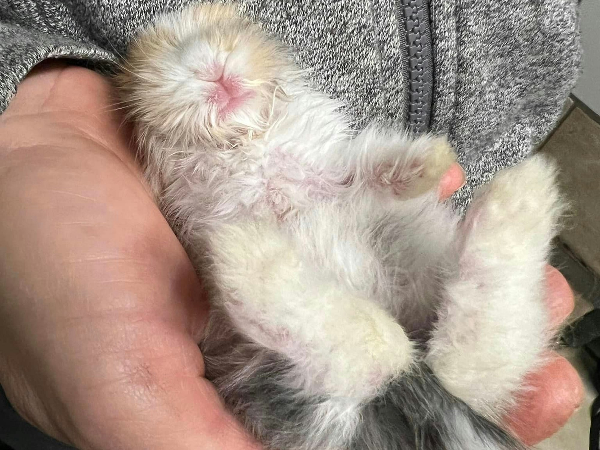 Ein Kaninchen-Baby passt in die Hand eines Menschen.