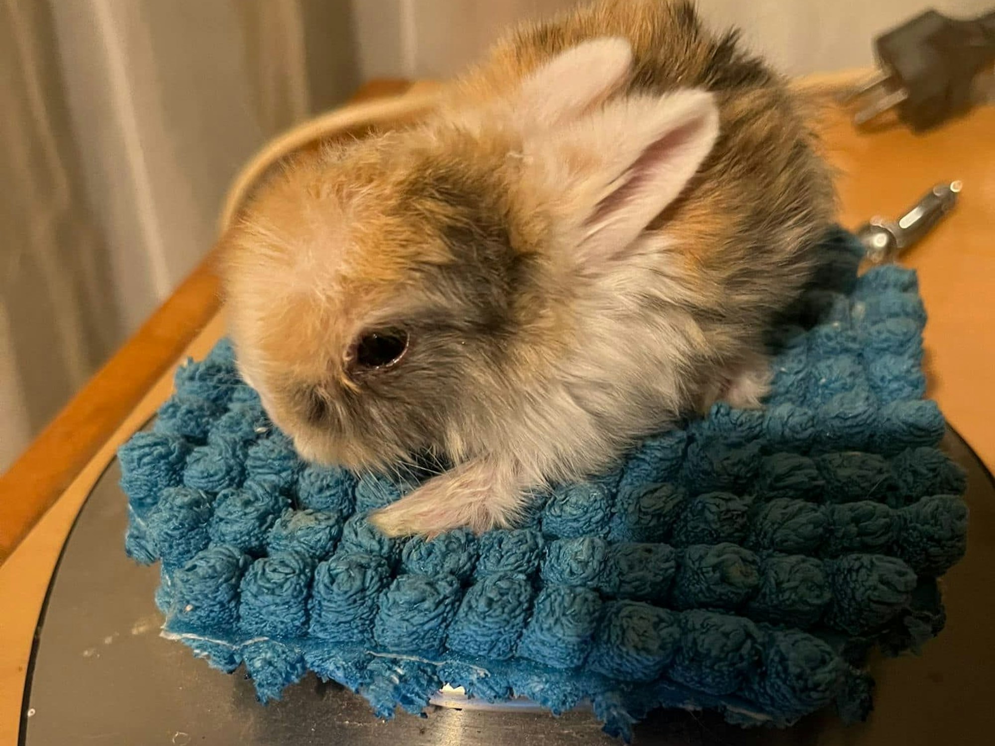 Ein Kaninchenkind sitzt auf einer kleinen Unterlage, die auf einer Waage liegt.