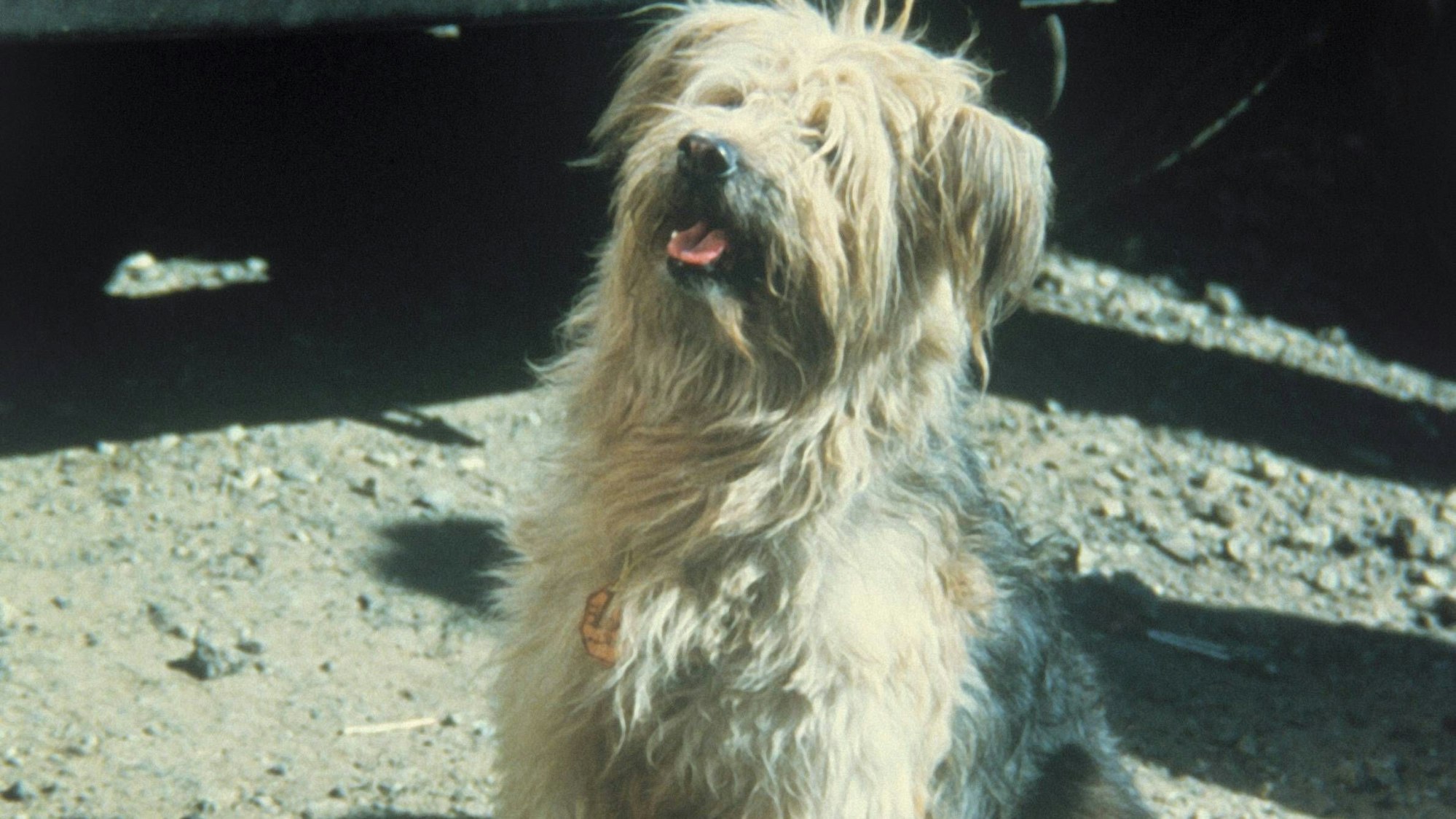 „Boomer, der Streuner“ (Szene aus dem Jahr 1980)