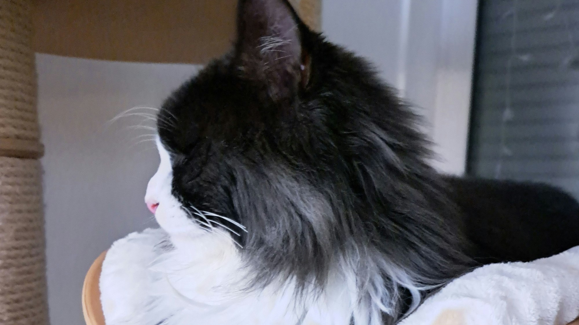 Die Schnurrhaare von Purzl wurden abgeschnitten.