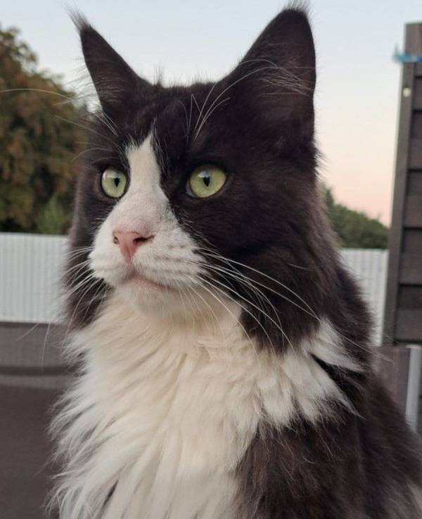 Der Kater Purzl sitzt auf einem Gartentisch. Er ist schwarz-weiß und hat lange Schnurrhaare.