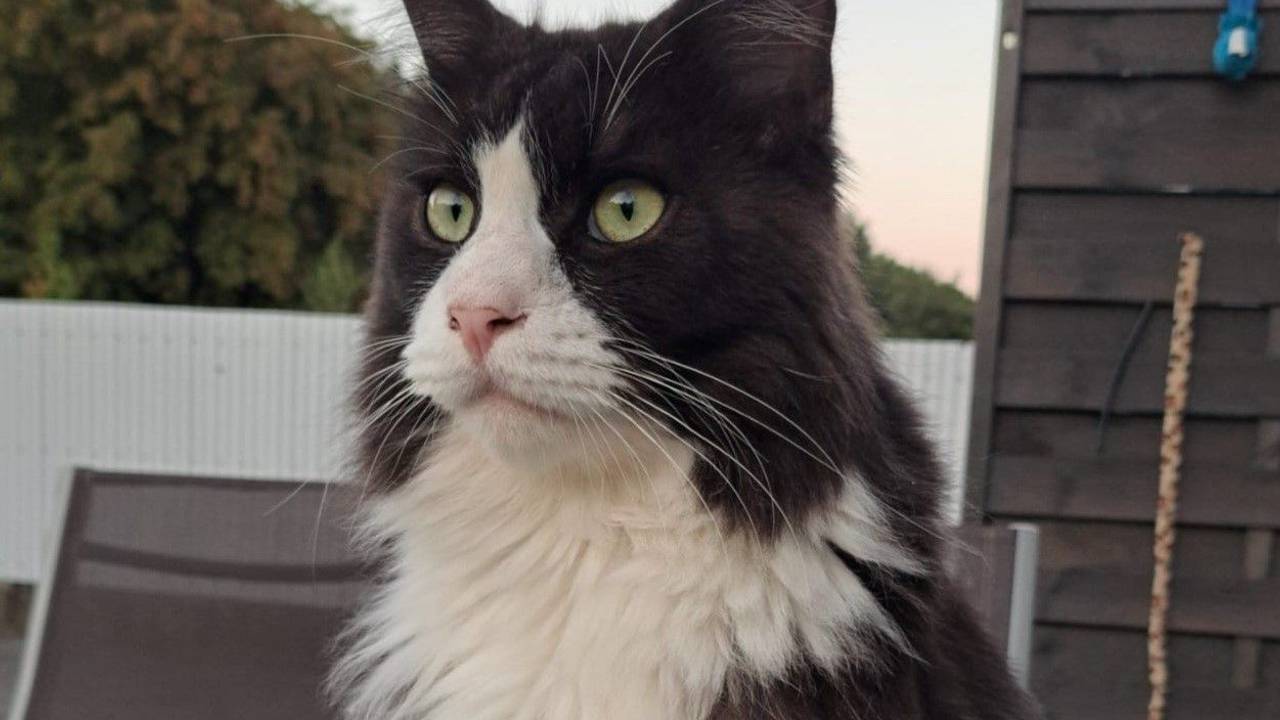 Der Kater Purzl sitzt auf einem Gartentisch. Er ist schwarz-weiß und hat lange Schnurrhaare.