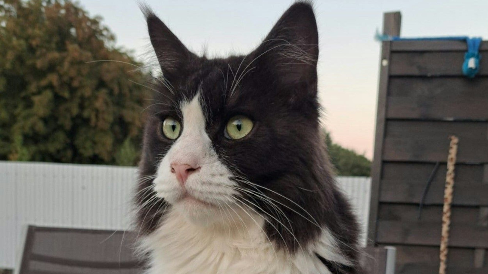 Der Kater Purzl sitzt auf einem Gartentisch. Er ist schwarz-weiß und hat lange Schnurrhaare.