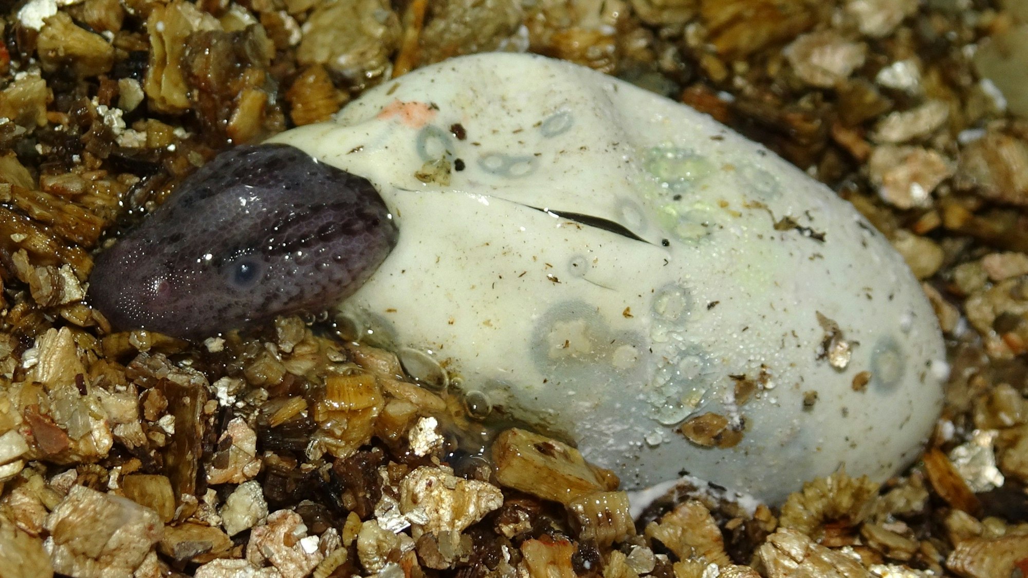 Ein Taubwaran schlüpft gerade aus einem Ei im Kölner Zoo.