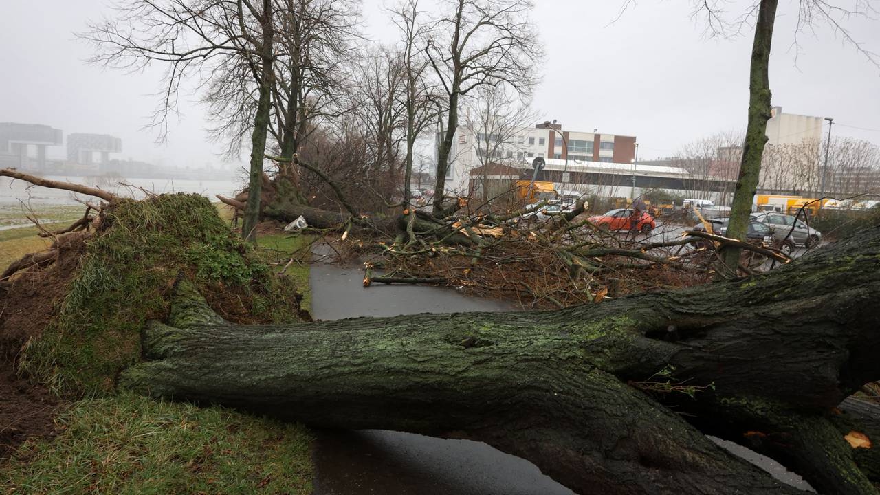 Umgestürzte Bäume auf der Alfred-Schütte Allee in Poll