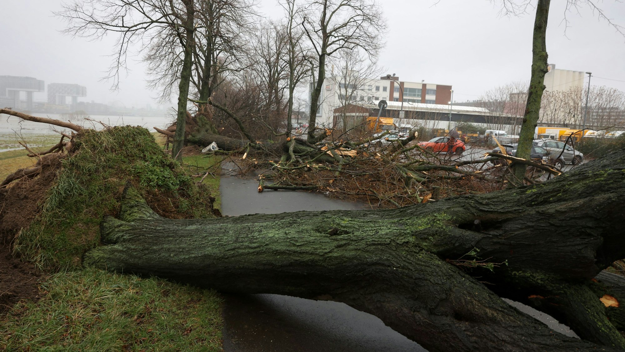 Umgestürzte Bäume auf der Alfred-Schütte Allee in Poll