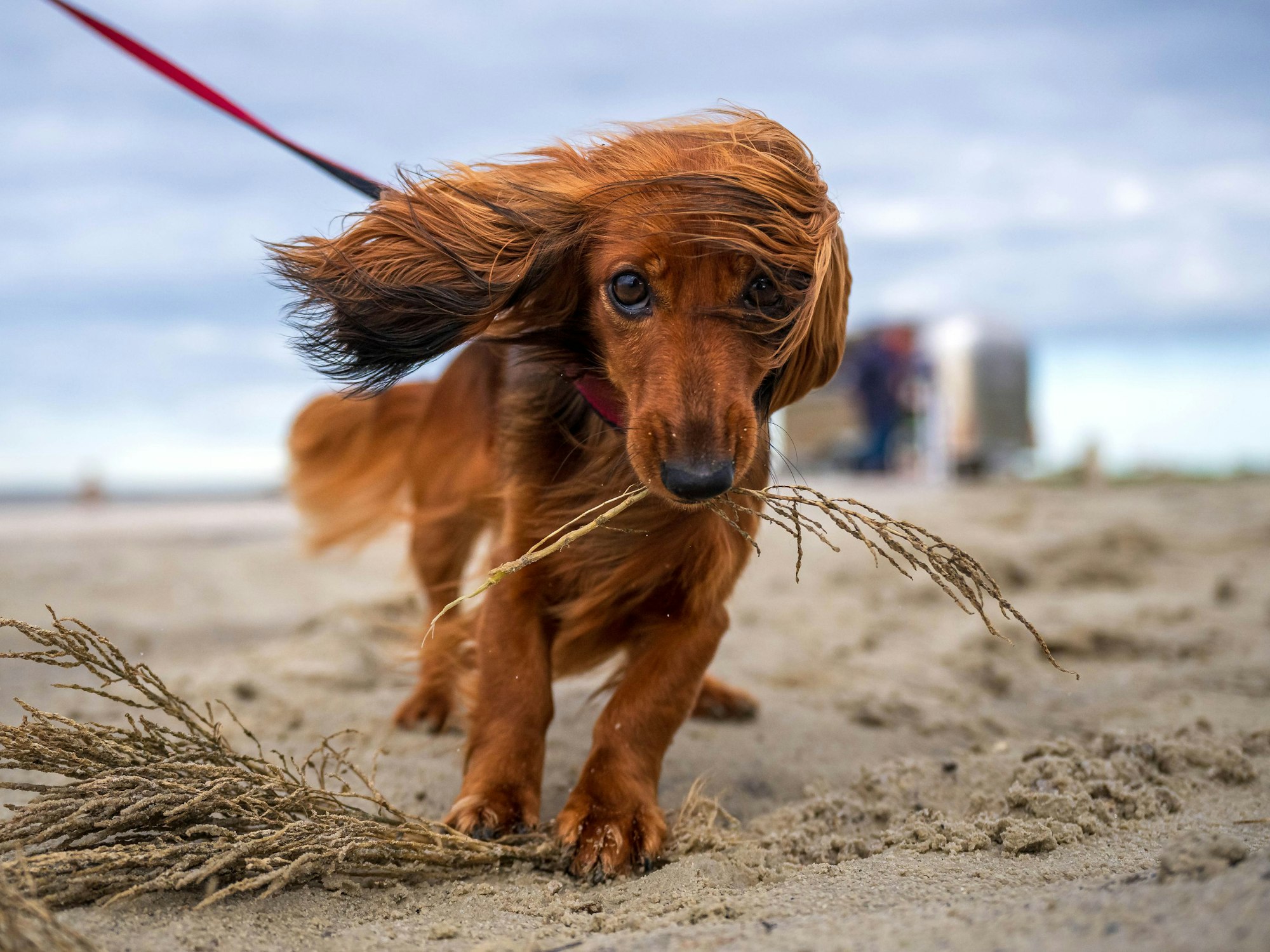 Eine Dackelhündin jagt am Strand nach umherfliegenden Gräsern, hier im November 2023 in Niedersachsen.