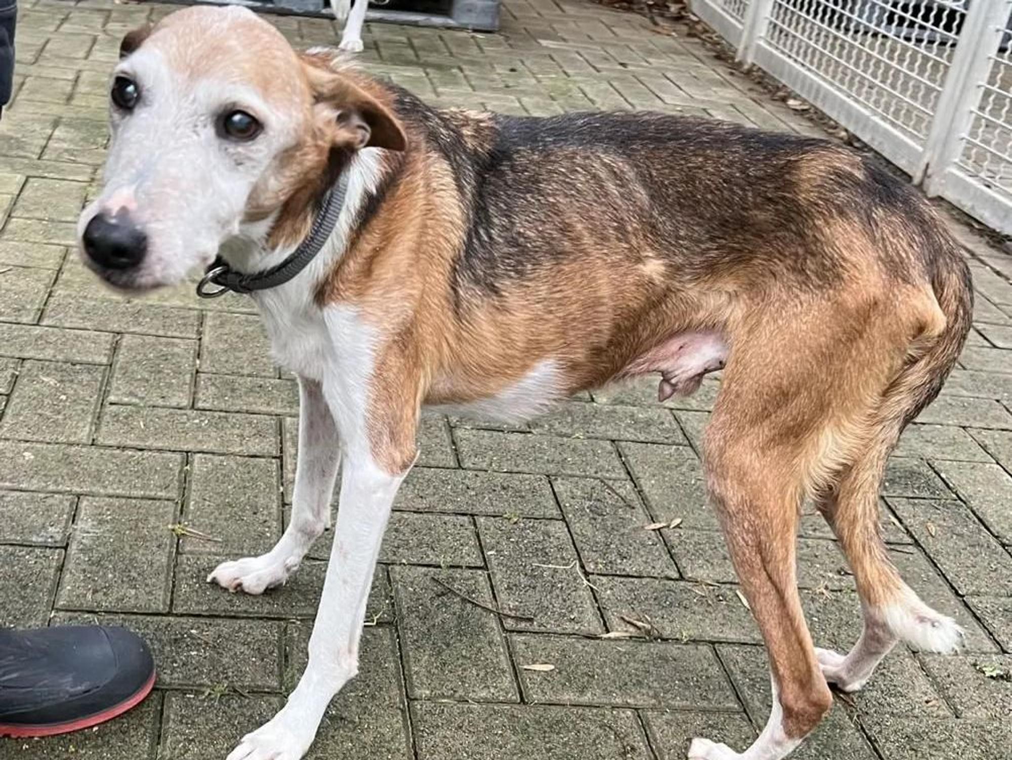Hund Nico steht abgemagert im Tierheim Köln-Dellbrück.