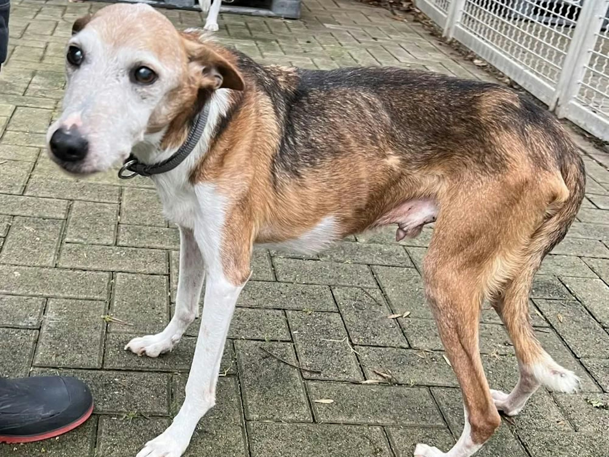 Hund Nico steht abgemagert im Tierheim Köln-Dellbrück.
