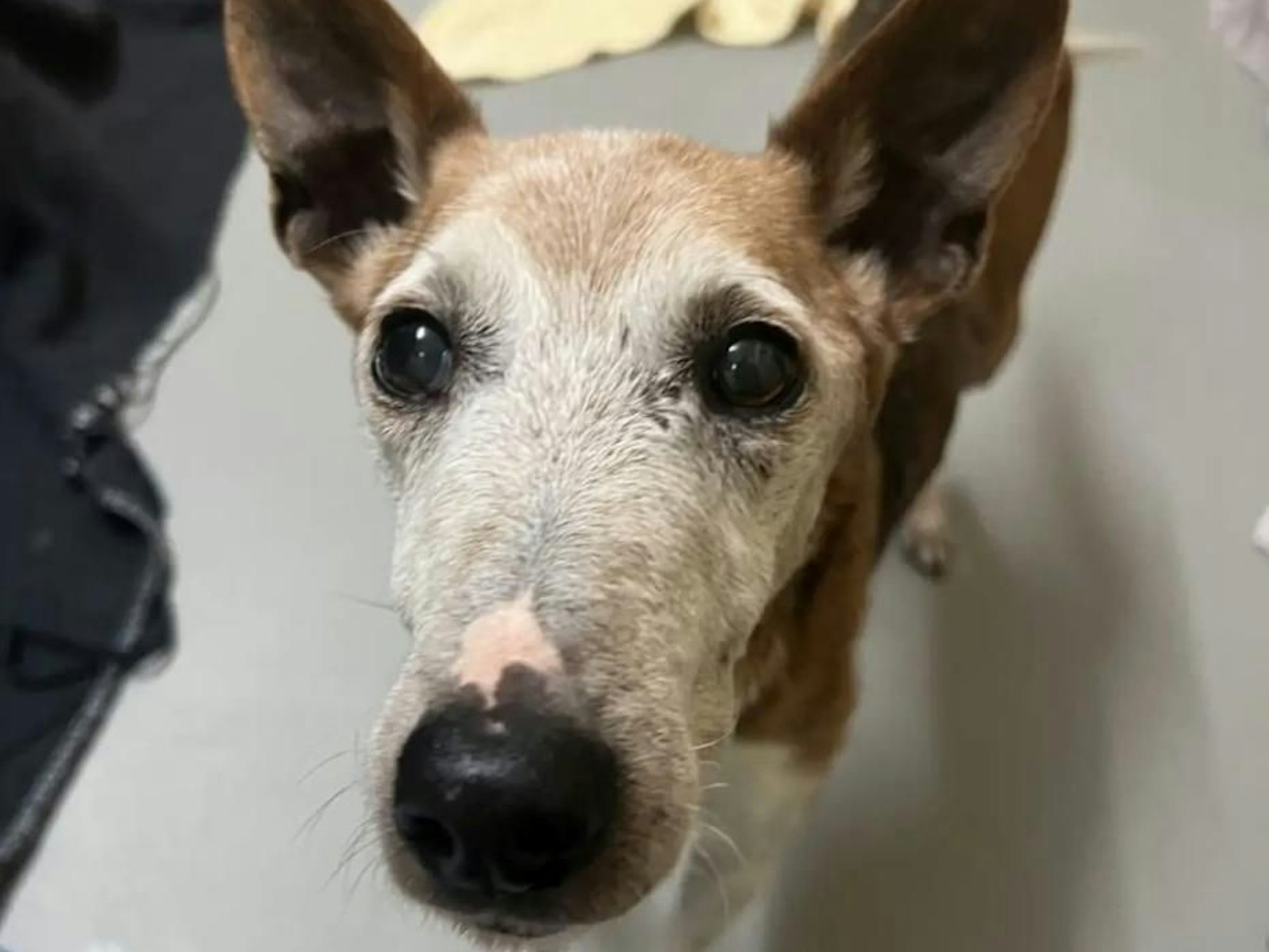 Mit deutlich mehr Lebensmut blickt Nico an Weihnachten in die Kamera der Tierheim-Mitarbeiterin.