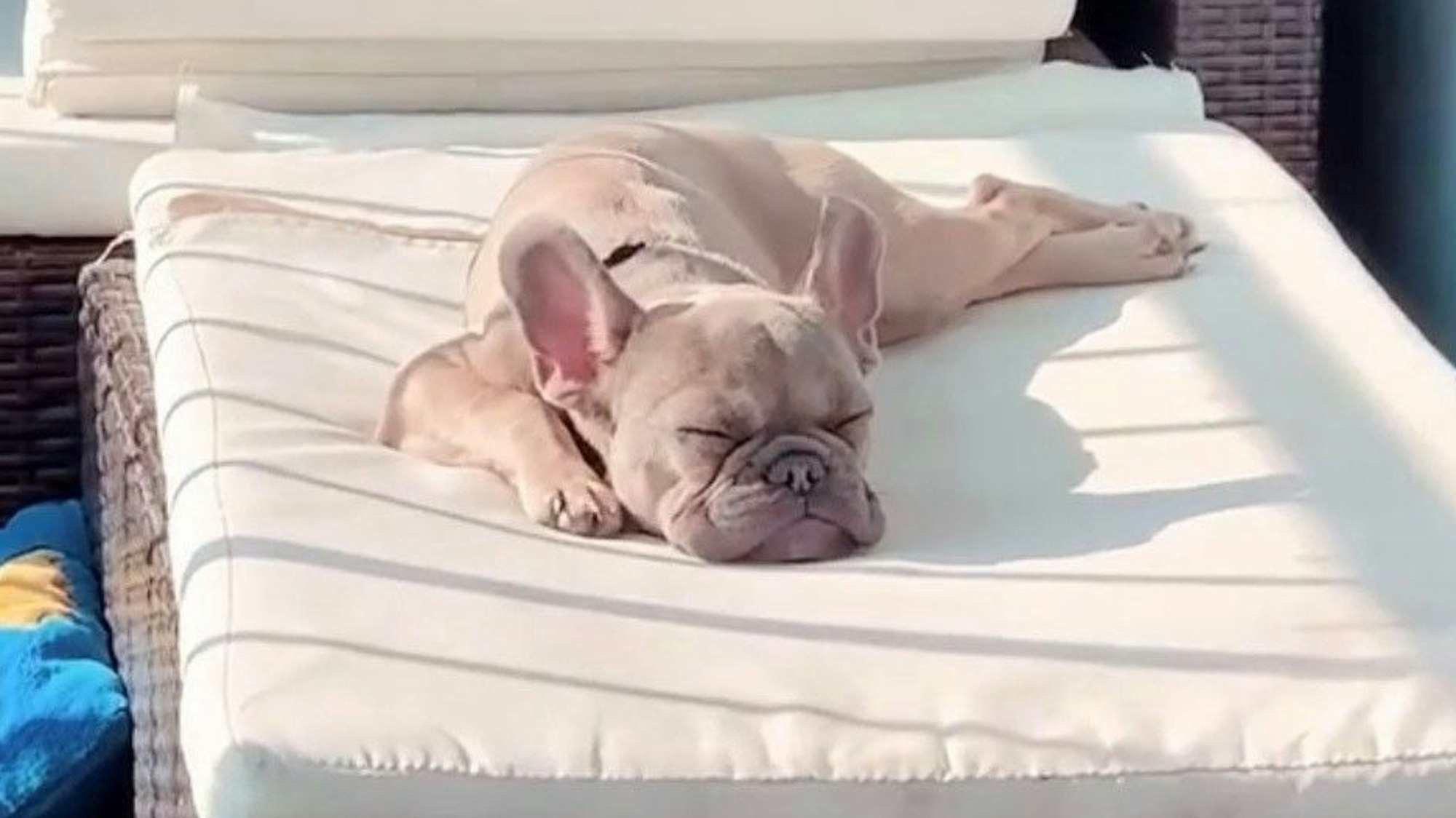 Die französische Bulldogge Gizmo aus Köln-Porz/Westhoven wird vermisst.